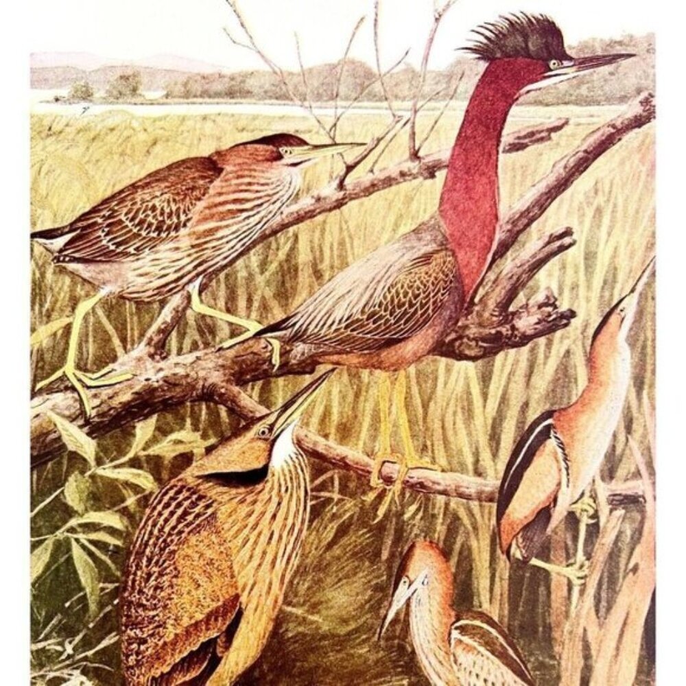 Green Heron And Bitterns 1936 Bird Art Lithograph Color Plate Print DWU12B